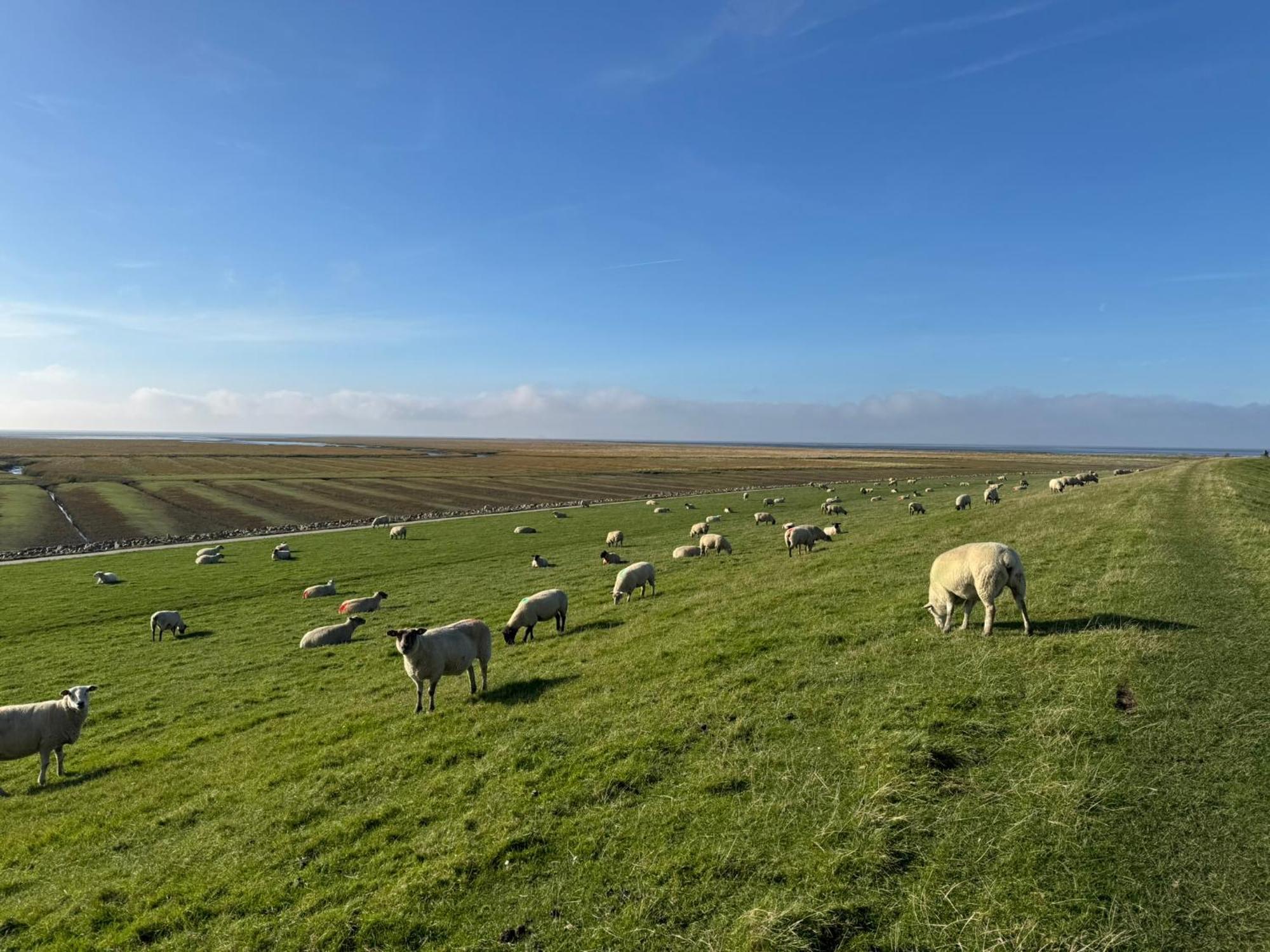 Nordseetraum - Ferienhaus Wolke فريادريتشسكوغ المظهر الخارجي الصورة